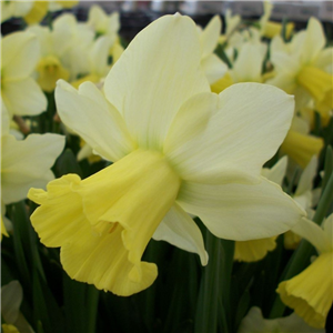 Narcissus (Daffodil) 'Pastorale' Loose, Per 10 Bulbs.